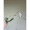 phalaenopsis philippinensis