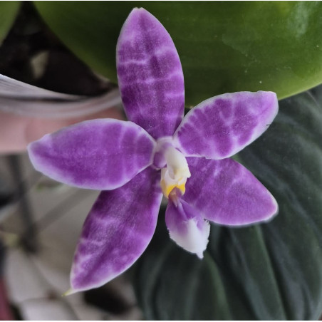 phalaenopsis LL Blue Lyli 3678 - 01