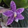 phalaenopsis LL Blue Lyli 3678 - 01