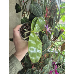 phalaenopsis LL Blue Lyli 3678 - 01