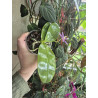 phalaenopsis LL Blue Lyli 3678 - 01