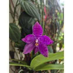 phalaenopsis LL Blue Lyli 3678 - 02