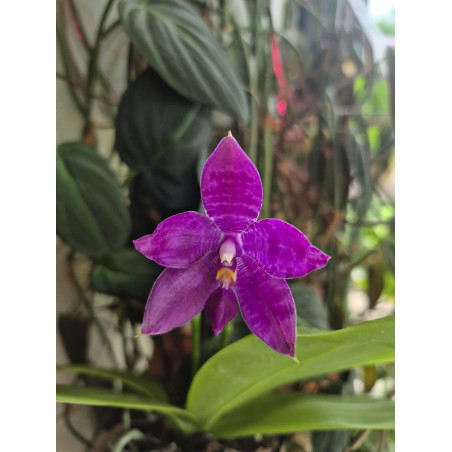 phalaenopsis LL Blue Lyli 3678 - 02
