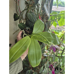 phalaenopsis LL Blue Lyli 3678 - 02