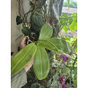 phalaenopsis LL Blue Lyli 3678 - 02