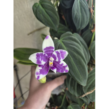 phalaenopsis LL Blue Lyli 3678 - 03