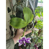 phalaenopsis LL Blue Lyli 3678 - 03