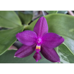 phalaenopsis violacea indigo x LL Blue in Green