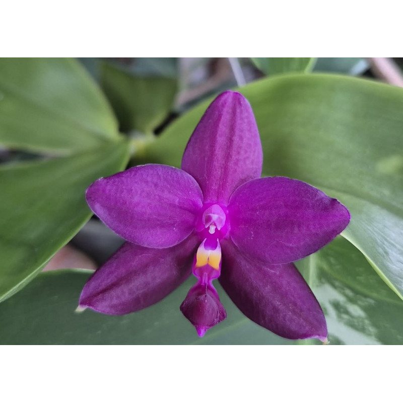 phalaenopsis violacea indigo x LL Blue in Green
