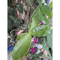 phalaenopsis violacea indigo x LL Blue in Green