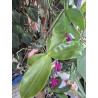 phalaenopsis violacea indigo x LL Blue in Green