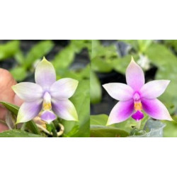 phalaenopsis violacea blue x pink