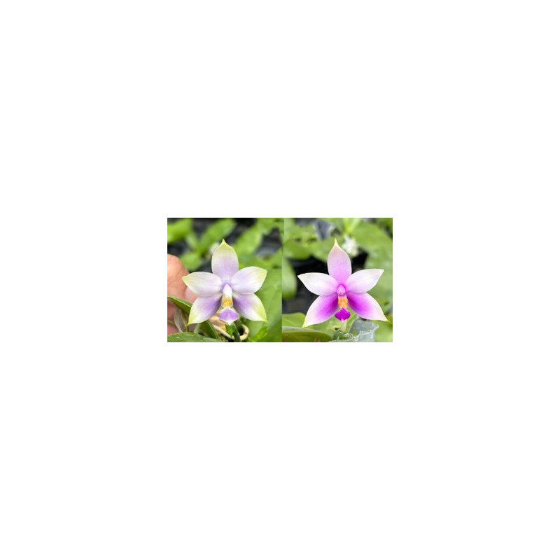 phalaenopsis violacea blue x pink