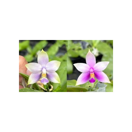 phalaenopsis violacea blue x pink