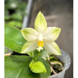 Phalaenopsis bellina abla x violacea alba - Samera alba