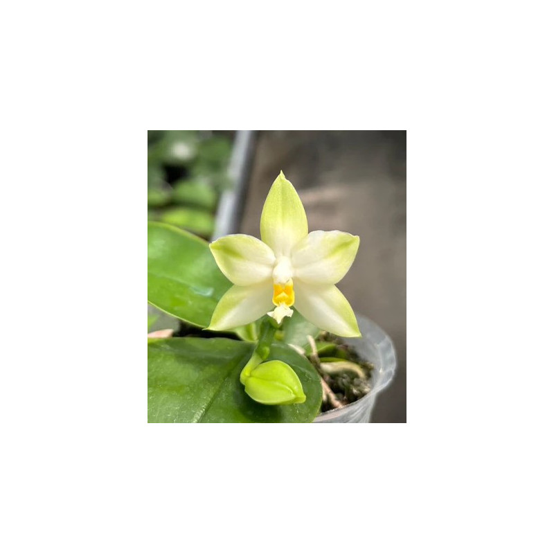 Phalaenopsis bellina abla x violacea alba - Samera alba