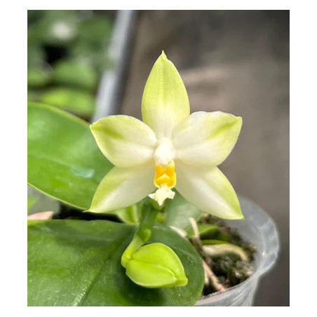 Phalaenopsis bellina abla x violacea alba - Samera alba