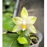 Phalaenopsis bellina abla x violacea alba - Samera alba