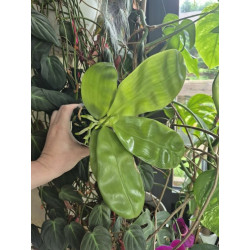 Phalaenopsis bellina abla x violacea alba - Samera alba