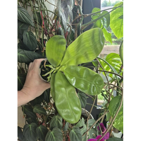 Phalaenopsis bellina abla x violacea alba - Samera alba