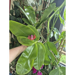 phalaenopsis ld's bear king