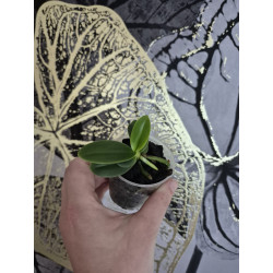 Phalaenopsis (Sedirea) japonica
