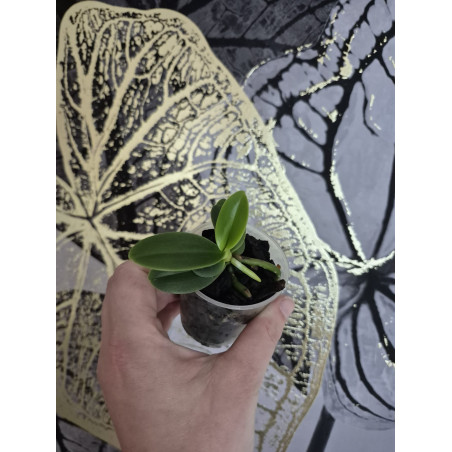 Phalaenopsis (Sedirea) japonica