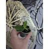 Phalaenopsis (Sedirea) japonica