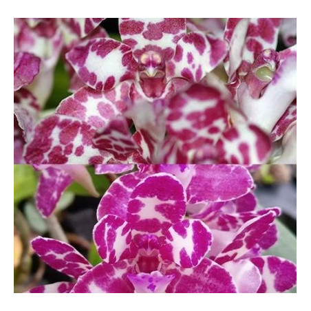 Rhynchonopsis Dragon Charmy