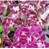 Rhynchonopsis Dragon Charmy