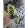 Rhynchonopsis Dragon Charmy