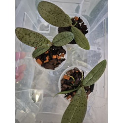 Phalaenopsis mannii black x schilleriana - Bronze maiden