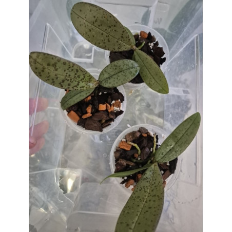 Phalaenopsis mannii black x schilleriana - Bronze maiden