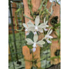 phalaenopsis aff. wilsonii white form new