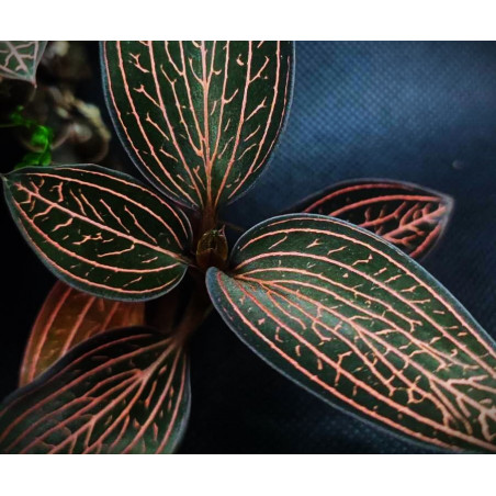 Ludisia spiderman - orchidée bijoux