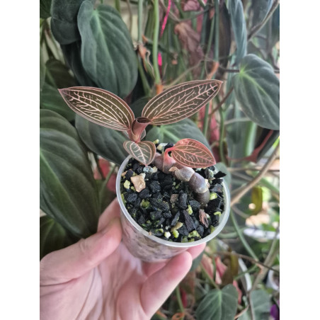 Ludisia spiderman - orchidée bijoux