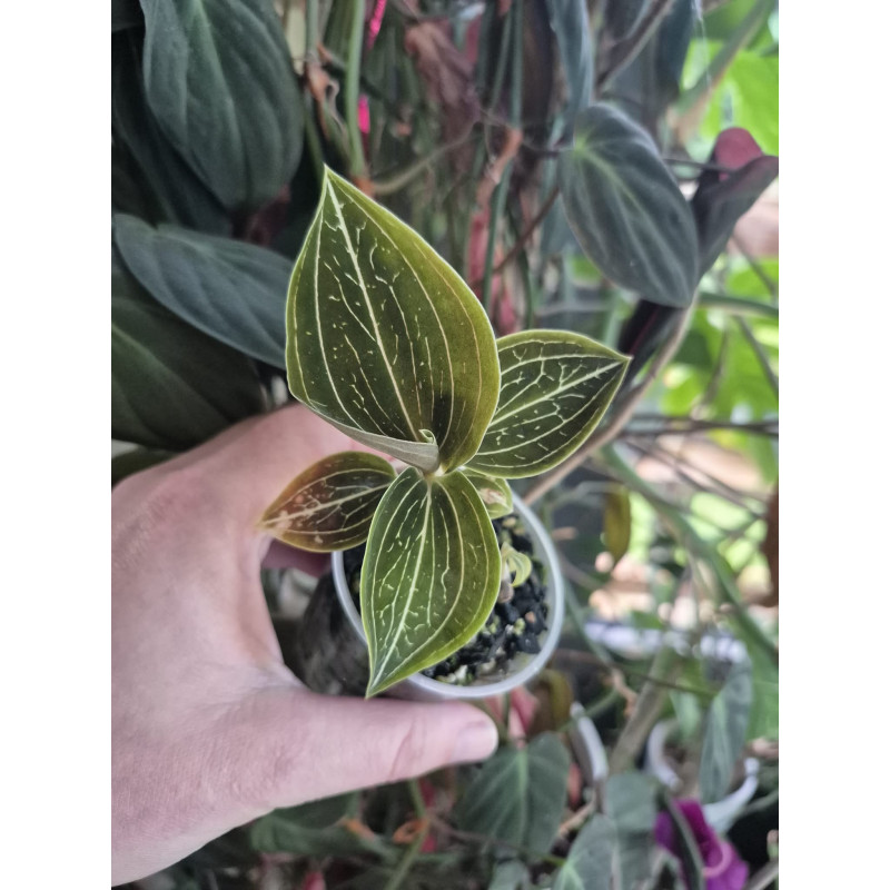 dossinia marmorata - orchidée bijoux