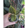 dossinia marmorata - orchidée bijoux