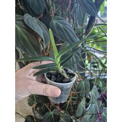 vanda cristata x renanthera monachica