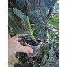 vanda cristata x renanthera monachica
