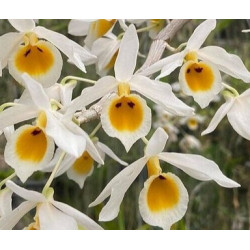Dendrobium bensoniae