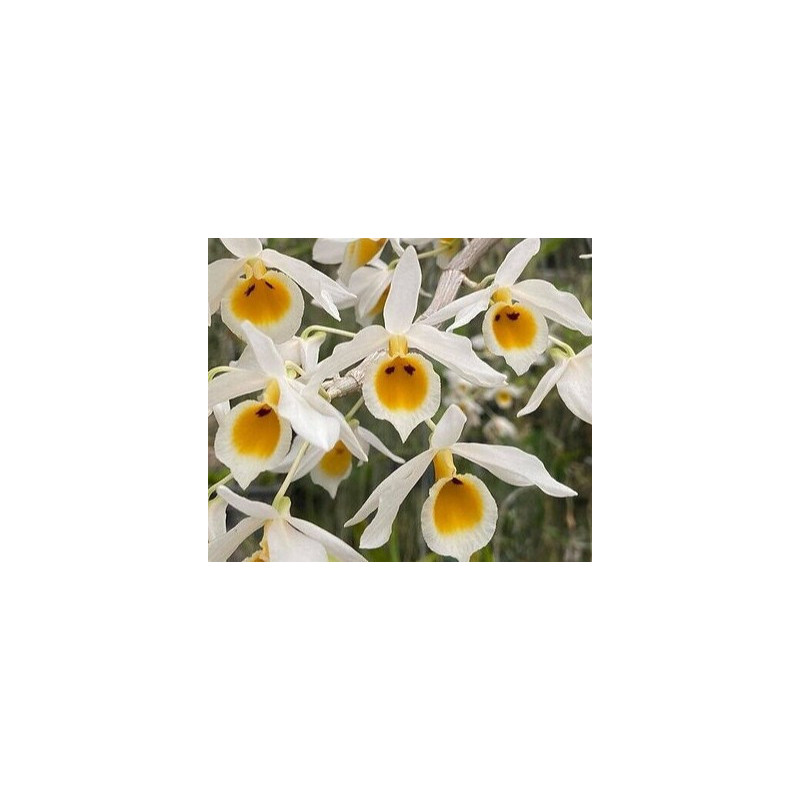 Dendrobium bensoniae