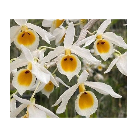 Dendrobium bensoniae