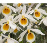Dendrobium bensoniae