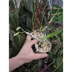 Dendrobium bensoniae