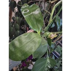 phalaenopsis miki cherry tree