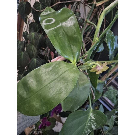 phalaenopsis miki cherry tree