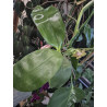 phalaenopsis miki cherry tree