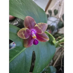 phalaenopsis miki cherry tree