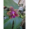 phalaenopsis miki cherry tree